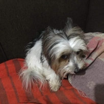 Achado Perdido