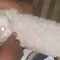 Cãozinho Perdido